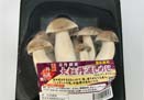 はたけしめじ